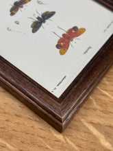 Load image into Gallery viewer, Petit cadre en bois marron planche ancienne d'insectes Hémiptères et Pyrophore par Charles d'Orbigny
