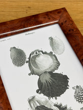 Načíst obrázek do prohlížeče Galerie, Petit cadre en bois avec gravure Mollusques par Charles d'Orbigny
