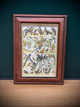 Charger l'image dans la galerie, Petit cadre en bois avec planche naturaliste Oiseaux Larousse 1910
