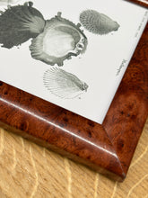 Načíst obrázek do prohlížeče Galerie, Petit cadre en bois avec gravure Mollusques par Charles d'Orbigny
