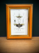 Načíst obrázek do prohlížeče Galerie, Petit cadre en bois illustration Truxale vermillon Criquets Tetrix par d'Orbigny
