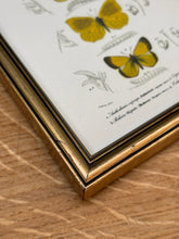 Charger l'image dans la galerie, Cadre doré illustration papillons Anthocharis Eupompe Zégris Euphème Rhodocère par d'Orbigny
