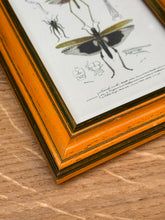 Načíst obrázek do prohlížeče Galerie, Petit cadre en bois illustration Truxale vermillon Criquets Tetrix par d'Orbigny
