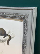 Load image into Gallery viewer, Cadre gris patiné en bois Grand Écureuil du Malabar et Hamster ordinaire par Charles d'Orbigny
