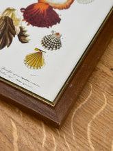 Lade das Bild in den Galerie-Viewer, Cadre en bois avec gravure Mollusques par Charles d'Orbigny
