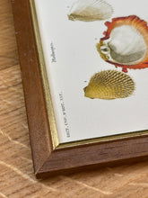 Lade das Bild in den Galerie-Viewer, Cadre en bois avec gravure Mollusques par Charles d'Orbigny
