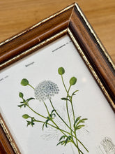 Lade das Bild in den Galerie-Viewer, Petit cadre en bois avec planche botanique Didisque bleu par Charles d'Orbigny
