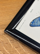 Načíst obrázek do prohlížeče Galerie, Cadre noir avec planche de lépidoptères : Morpho adonis et Pavonie par Charles d'Orbigny
