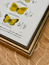 Charger l'image dans la galerie, Cadre doré illustration papillons Anthocharis Eupompe Zégris Euphème Rhodocère par d'Orbigny

