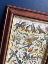 Charger l'image dans la galerie, Petit cadre en bois avec planche naturaliste Oiseaux Larousse 1910
