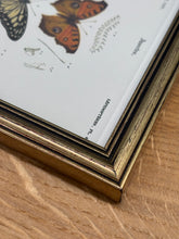 Load image into Gallery viewer, Cadre doré illustration de papillons / Danaïde, Vanesse et Argynne par Charles d'Orbigny
