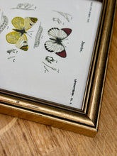 Charger l'image dans la galerie, Cadre doré illustration papillons Anthocharis Eupompe Zégris Euphème Rhodocère par d'Orbigny
