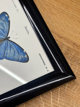 Načíst obrázek do prohlížeče Galerie, Cadre noir avec planche de lépidoptères : Morpho adonis et Pavonie par Charles d'Orbigny
