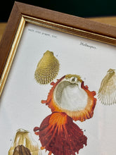 Lade das Bild in den Galerie-Viewer, Cadre en bois avec gravure Mollusques par Charles d'Orbigny
