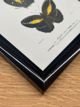 Načíst obrázek do prohlížeče Galerie, Cadre noir avec planche de lépidoptères : Morpho adonis et Pavonie par Charles d'Orbigny
