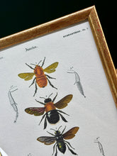 Charger l'image dans la galerie, Cadre doré vintage avec planche entomologique ancienne du Bourdon de Dahlbom par d'Orbigny
