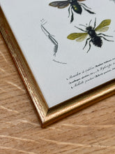 Charger l'image dans la galerie, Cadre doré vintage avec planche entomologique ancienne du Bourdon de Dahlbom par d'Orbigny
