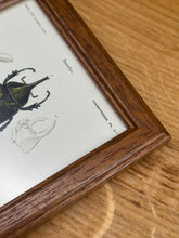 Load image into Gallery viewer, Petit cadre en bois marron planche Scarabée hyllus et Chrysophore par Charles d'Orbigny
