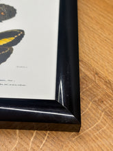 Načíst obrázek do prohlížeče Galerie, Cadre noir avec planche de lépidoptères : Morpho adonis et Pavonie par Charles d'Orbigny

