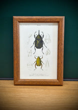 Load image into Gallery viewer, Petit cadre en bois marron planche Scarabée hyllus et Chrysophore par Charles d'Orbigny
