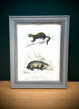Load image into Gallery viewer, Cadre gris patiné en bois Grand Écureuil du Malabar et Hamster ordinaire par Charles d'Orbigny
