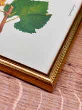 Načíst obrázek do prohlížeče Galerie, Petit cadre en bois doré Pinot blanc Chardonnay : Planche de raisin ancienne Ampélographie
