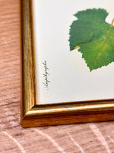 Načíst obrázek do prohlížeče Galerie, Petit cadre en bois doré Pinot blanc Chardonnay : Planche de raisin ancienne Ampélographie
