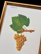 Načíst obrázek do prohlížeče Galerie, Petit cadre en bois doré Pinot blanc Chardonnay : Planche de raisin ancienne Ampélographie
