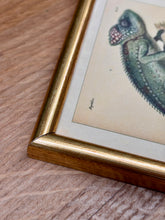 Load image into Gallery viewer, Petit cadre doré Caméléon verruqueux et du Caméléon du Sénégal par André-Marie-Constant Duméril
