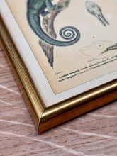 Load image into Gallery viewer, Petit cadre doré Caméléon verruqueux et du Caméléon du Sénégal par André-Marie-Constant Duméril
